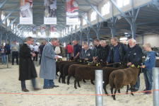 images/Unsere-Tiere/3. Platz Schafauktion CLP 2015.png